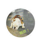 The dog is not beautiful（個別スタンプ：5）