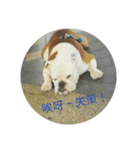 The dog is not beautiful（個別スタンプ：20）