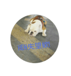 The dog is not beautiful（個別スタンプ：21）