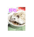 hedgehog seaurchin（個別スタンプ：4）