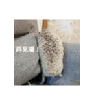 hedgehog seaurchin（個別スタンプ：6）