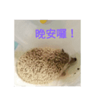 hedgehog seaurchin（個別スタンプ：7）