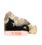 I have many cats.（個別スタンプ：14）