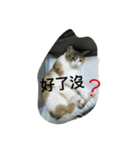 I have many cats.（個別スタンプ：16）