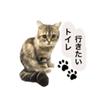 こはるびより②(子猫のスタンプ)（個別スタンプ：3）