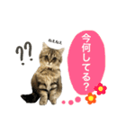 こはるびより②(子猫のスタンプ)（個別スタンプ：5）