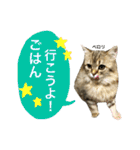 こはるびより②(子猫のスタンプ)（個別スタンプ：6）