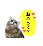 こはるびより②(子猫のスタンプ)（個別スタンプ：8）