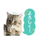 こはるびより②(子猫のスタンプ)（個別スタンプ：13）