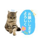 こはるびより②(子猫のスタンプ)（個別スタンプ：14）