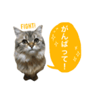 こはるびより②(子猫のスタンプ)（個別スタンプ：16）