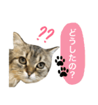 こはるびより②(子猫のスタンプ)（個別スタンプ：17）