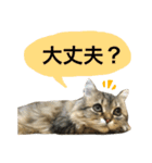 こはるびより②(子猫のスタンプ)（個別スタンプ：18）