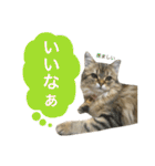 こはるびより②(子猫のスタンプ)（個別スタンプ：22）