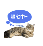 こはるびより②(子猫のスタンプ)（個別スタンプ：25）