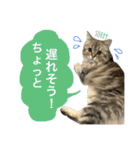 こはるびより②(子猫のスタンプ)（個別スタンプ：26）