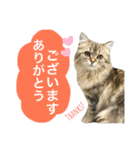 こはるびより②(子猫のスタンプ)（個別スタンプ：27）