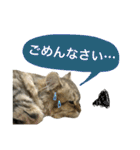 こはるびより②(子猫のスタンプ)（個別スタンプ：28）