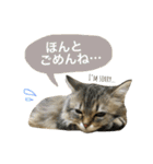 こはるびより②(子猫のスタンプ)（個別スタンプ：29）