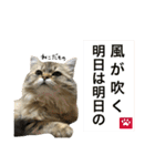 こはるびより②(子猫のスタンプ)（個別スタンプ：36）