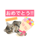 こはるびより②(子猫のスタンプ)（個別スタンプ：37）