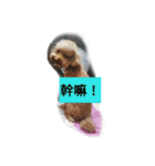 Jump Dog（個別スタンプ：5）