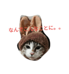 A cat to greet（個別スタンプ：4）