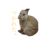 うさぎのキモチ【癒】2（個別スタンプ：4）