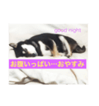 柴犬のシーキム（個別スタンプ：1）