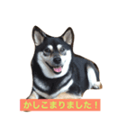 柴犬のシーキム（個別スタンプ：3）