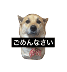 柴犬のシーキム（個別スタンプ：5）