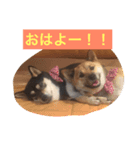 柴犬のシーキム（個別スタンプ：7）