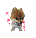 Pomeranian le zaizai（個別スタンプ：1）