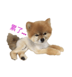 Pomeranian le zaizai（個別スタンプ：3）