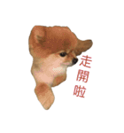 Pomeranian le zaizai（個別スタンプ：8）