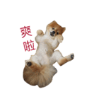 Pomeranian le zaizai（個別スタンプ：11）