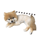 Pomeranian le zaizai（個別スタンプ：13）