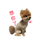 Pomeranian le zaizai（個別スタンプ：16）