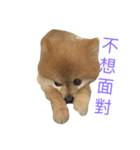 Pomeranian le zaizai（個別スタンプ：20）