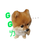 Pomeranian le zaizai（個別スタンプ：21）