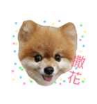 Pomeranian le zaizai（個別スタンプ：22）