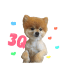 Pomeranian le zaizai（個別スタンプ：23）