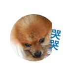 Pomeranian le zaizai（個別スタンプ：24）