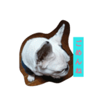 FRENCH BULLDOG momoe（個別スタンプ：3）