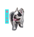 FRENCH BULLDOG momoe（個別スタンプ：6）