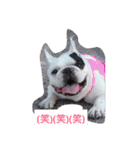 FRENCH BULLDOG momoe（個別スタンプ：15）