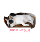 FRENCH BULLDOG momoe（個別スタンプ：17）