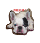 FRENCH BULLDOG momoe（個別スタンプ：26）