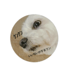 My cute dog stamp（個別スタンプ：2）