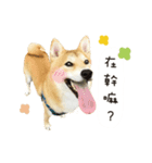 Shiba Nigogo（個別スタンプ：3）